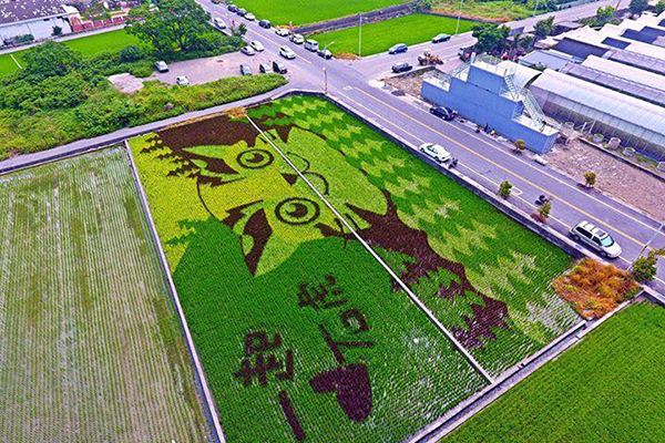 苑裡鎮農會彩繪稻田，今年以石虎為主要彩繪圖樣 (圖片來源／苑裡鎮農會、攝影／飛宇空攝)