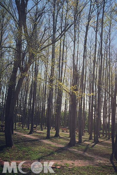 溪美社區森林公園種植了近300株的的小葉欖仁樹，高聳直立，樹林密布 (圖片提供／feanor4004)