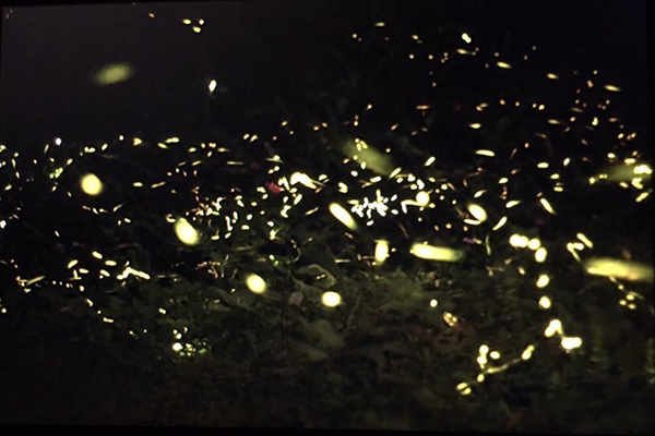 綠雲海露營區初夏可以看見螢火蟲飛舞 (圖片來源／綠雲海露營區)
