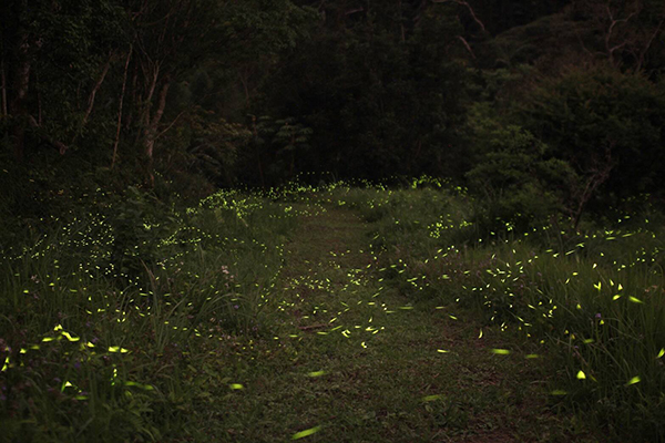 青松自在無汙染的環境，也可以看見螢火蟲飛舞 (圖片來源／青松自在)
