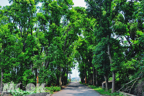 台中外埔三崁路上的陽光森林道路 (圖片提供／黃風)