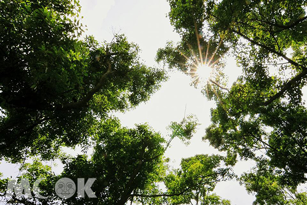 陽光照映，光芒穿透陽光森林，十分幽美 (圖片提供／黃風)