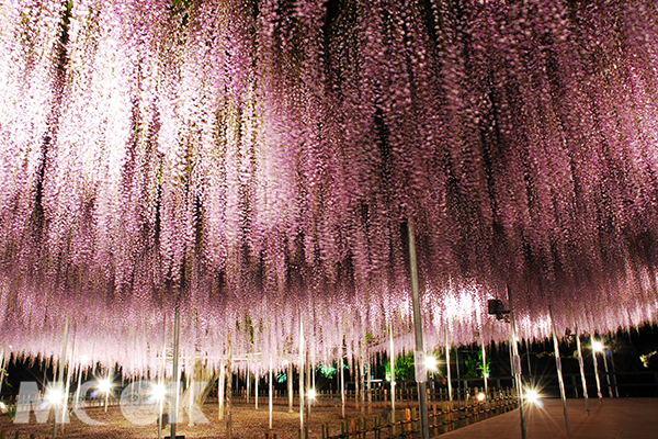 足利花公園紫藤夜間點燈 (圖片提供／足利花公園)