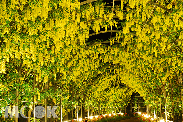 足利花公園黃花藤夜間點燈 (圖片提供／足利花公園)