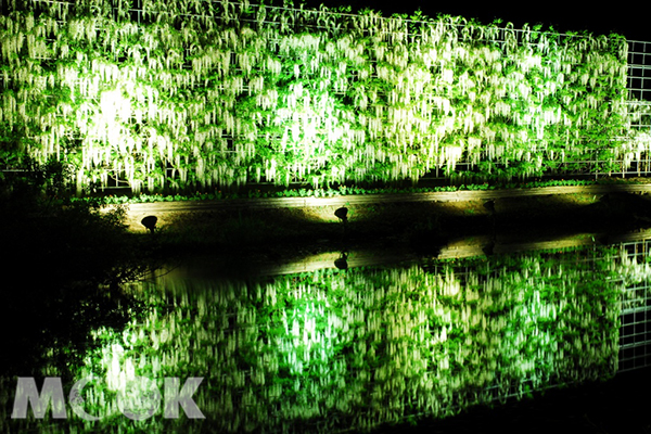 足利花公園白藤光影夜間點燈 (圖片提供／足利花公園)