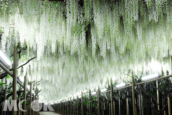 足利花公園白藤花夜間點燈 (圖片提供／足利花公園)