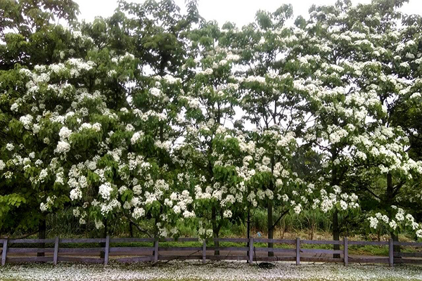 雪白桐花大片盛放  大溪花海農場彩色換裝