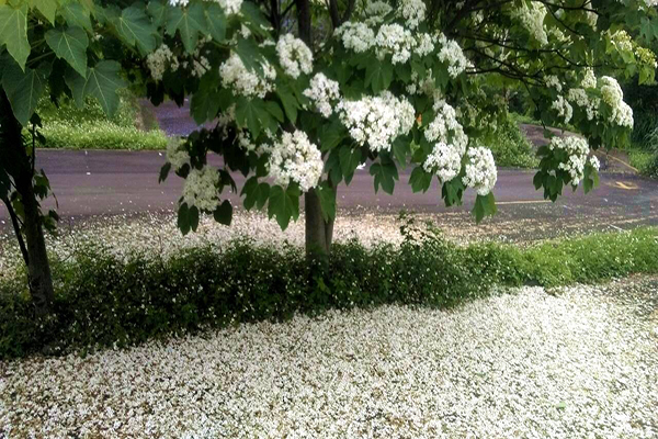 大溪花海農場桐花掉落在地上，浪漫又夢幻