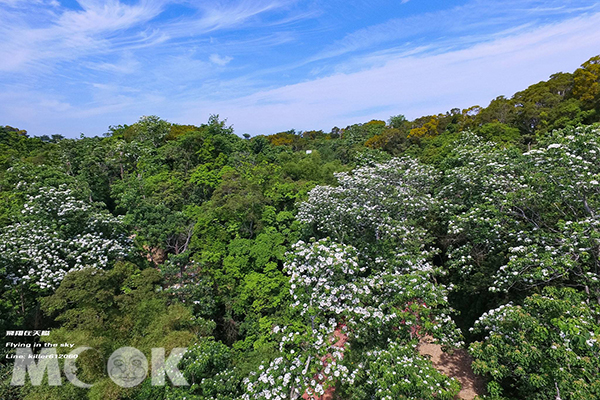 福田賞桐生態園區桐花樹林空拍