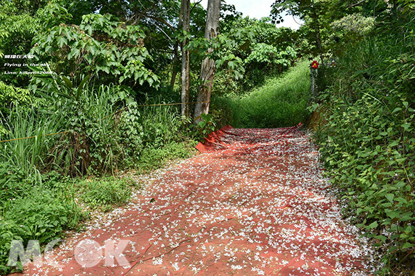 福田賞桐生態園區，八卦山油桐趣，紅毯桐花步道