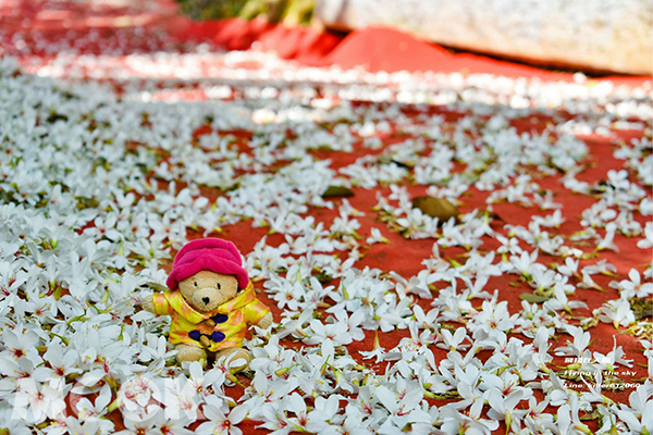 福田賞桐生態園區，八卦山油桐趣，紅毯桐花步道