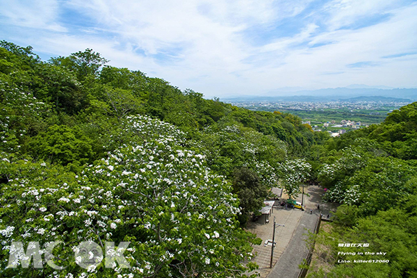 挑水古道空拍桐花之美