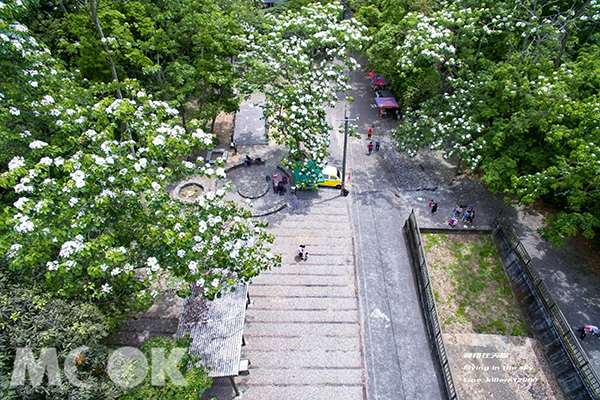 挑水古道空拍桐花林