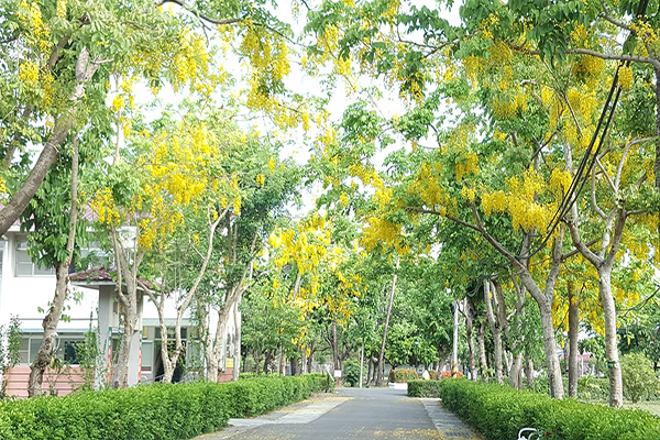 屏東榮譽國民之家阿勃勒黃金雨