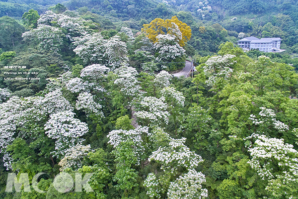 神棹山桐花步道，被淨白花朵覆蓋山林