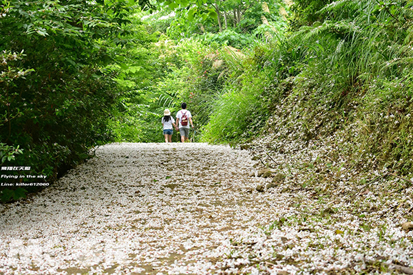 神棹山桐花步道平日是居民熱愛的登山路線