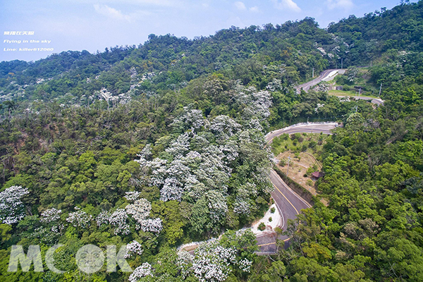 雙峰山慈惠堂山道桐花美景