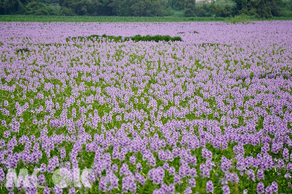 林邊交流道旁布袋蓮，藍紫色的花瓣特別搶眼 (圖片提供／King Shie)
