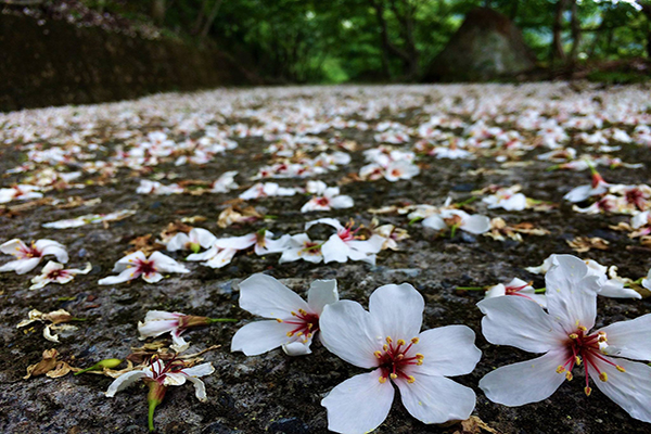 沐心泉農場桐花也正盛開中 (圖片來源／沐心泉休閒農場)