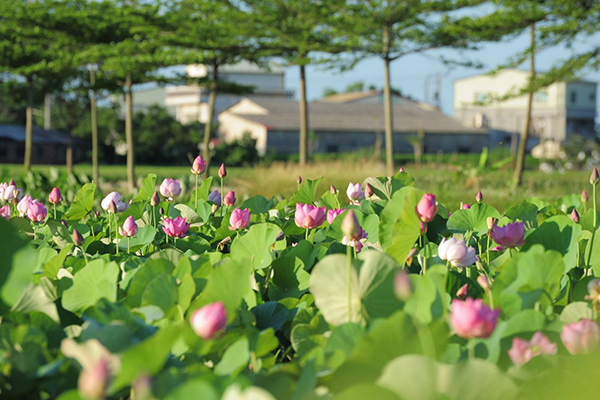 氣質花海必拍  2017白河蓮花節季