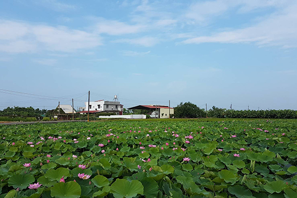 白河蓮花季花況 - 玉豐里蓮花公園周邊