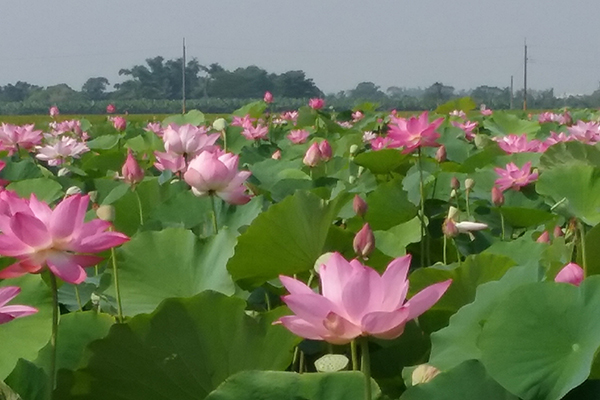 白河蓮花季花況 - 富民路