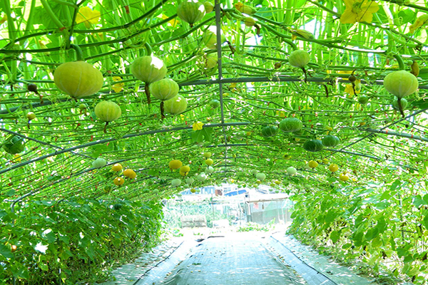 夏天為南瓜的產季，淡水南瓜隧道園區今年特別增種隱藏版少見的南瓜品種藏在各處