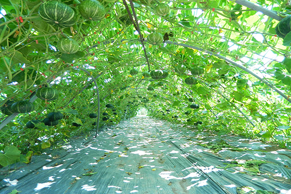 淡水南瓜隧道園區種植了各種觀賞南瓜，希望帶給遊客們小小的驚奇