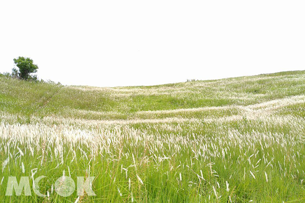 木架山大草原白茅草盛放，宛如置身在電腦桌布般的美景 (圖片提供／林俊宏)