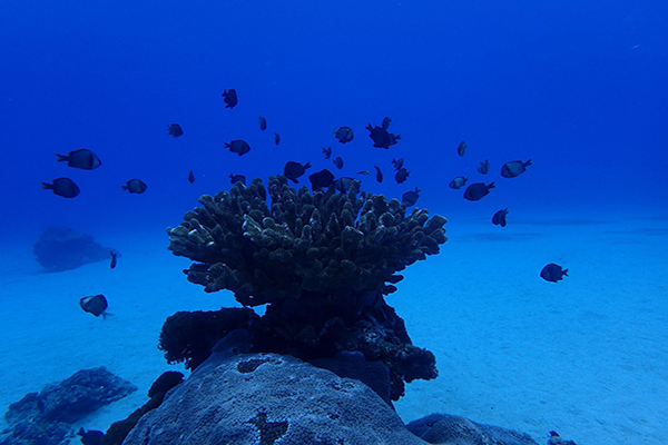 綠島是潛水愛好者的天堂，一年四季皆適合潛水
