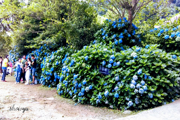 繡球花牆壯觀繽紛  夏日賞花必訪秘境