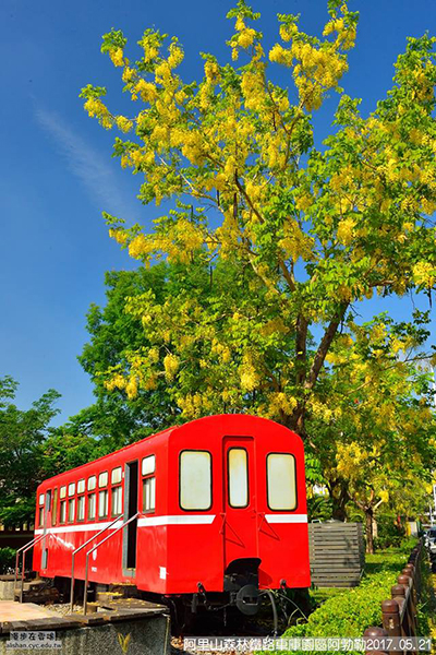 阿里山森林鐵路車庫園區，紅色小火車與阿勃勒的鮮豔組合