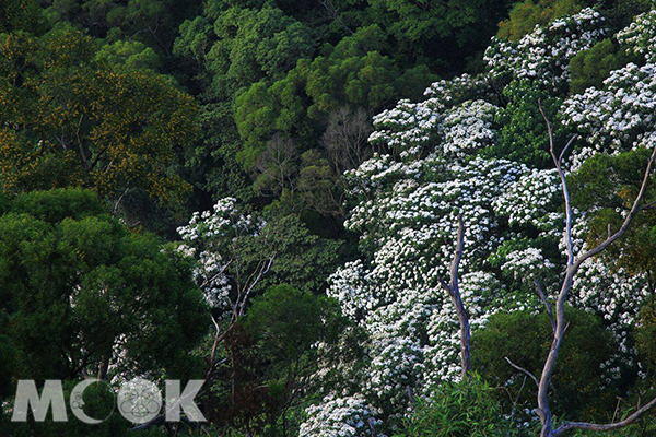 雙峰山雪白桐花林