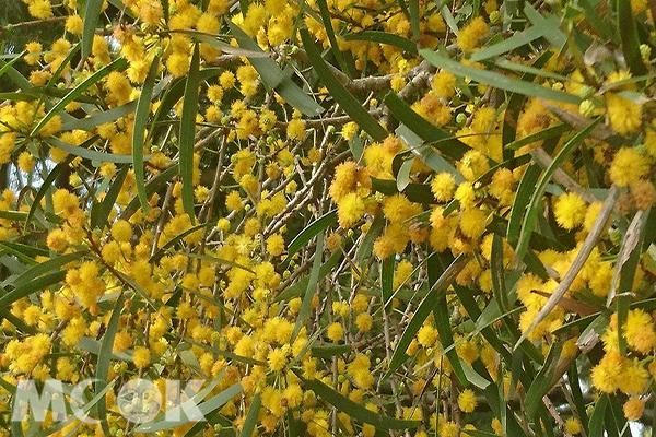 相思樹枝葉細緻綿密，每年四至六月為開花期，呈現頭狀花序，由許多小花集結成一個小圓球，鮮黃繽紛