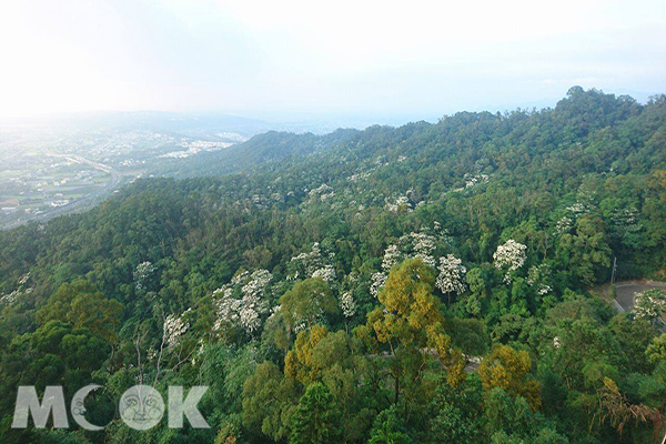 雙峰山視野開闊，日夜景都相當迷人，還能看見桐花與相思樹的花海交疊