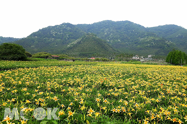 全台唯一水上金針花海  大片金黃呼應雪白山林