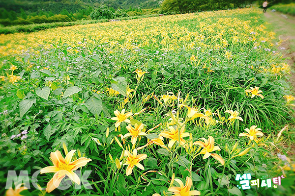 日月潭活盆地美麗金針花 (圖片提供／盧姿君)