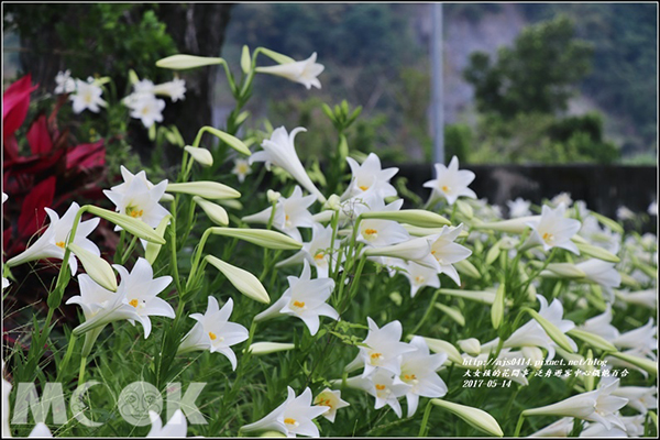 花蓮193縣道百合花盛景 (圖片提供／大女孩的花間情事)