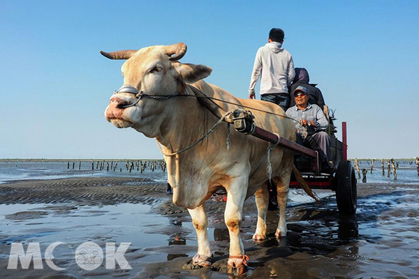 全台唯一、獨一無二的海牛車 (圖片提供／imbedbug)