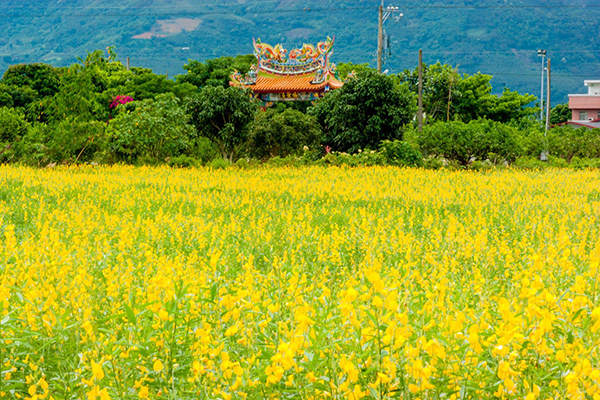 花蓮瑞穗鄉的太陽麻花海