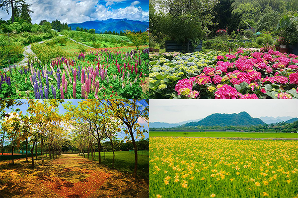 全民追花懶人包  夏日賞花景點全攻略