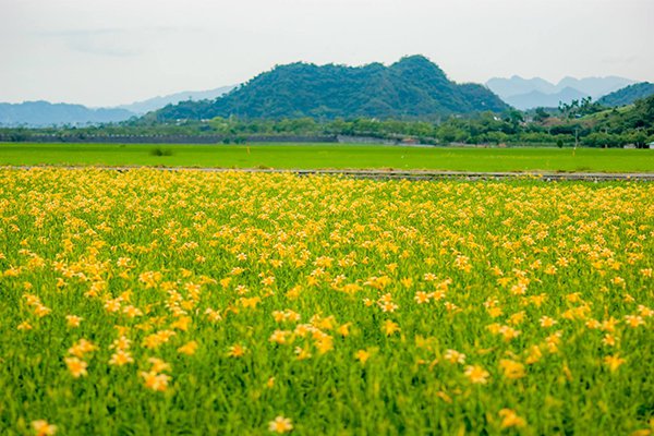 花蓮193縣道平地金針花海盛開 (圖片來源／花東縱谷國家風景區管理處)