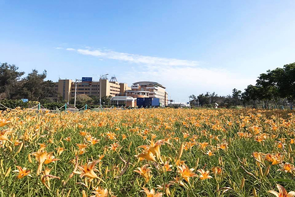 平地金針花海私房景點  大片金黃賞花又賞海