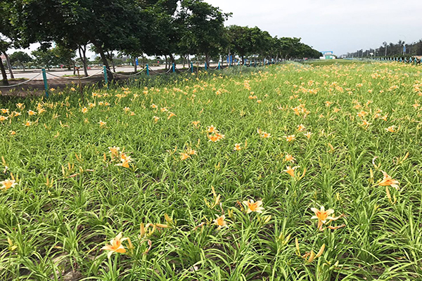 台中港的旅客服務中心金針花海斥資上百萬元打造