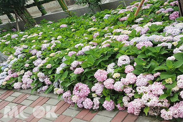 繡球花步道免費賞花  夏季都會美麗花宴