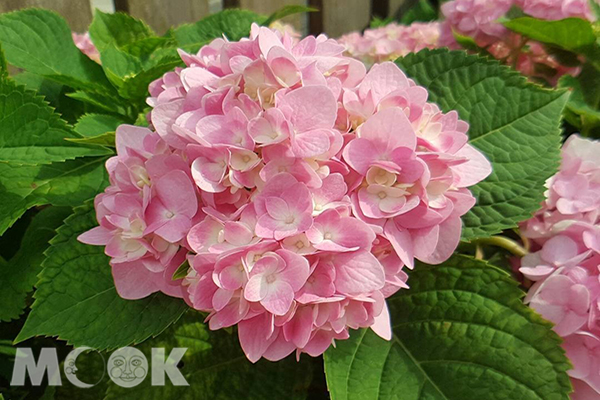 黎明步道花園近幾年花況越來越好，吸引越來越多遊客前來賞花 (圖片提供／apple06230623)