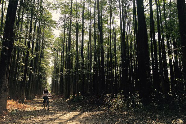 奇幻意境照最美取景  全台四大黑森林秘境