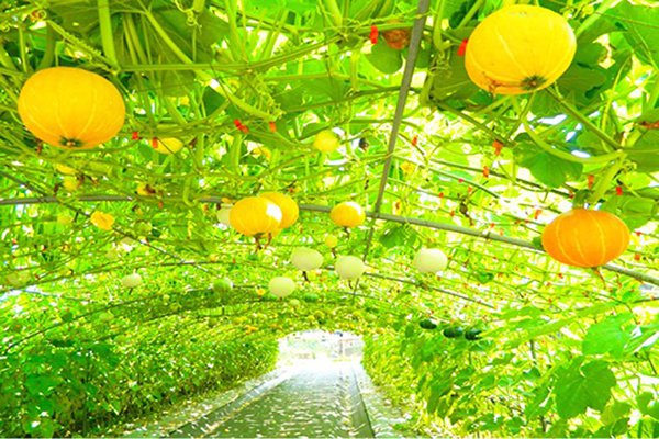 南瓜隧道園主為提供不同的視覺效果，種植共0.5公頃、有橙黃、黑、白、灰綠、磚紅色等不同品種的南瓜 (圖片來源／淡水區農會)