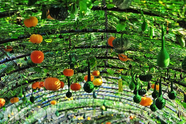 龍昇金瓜藝術季，種植各式各樣的造型南瓜 (圖片提供／黃風)