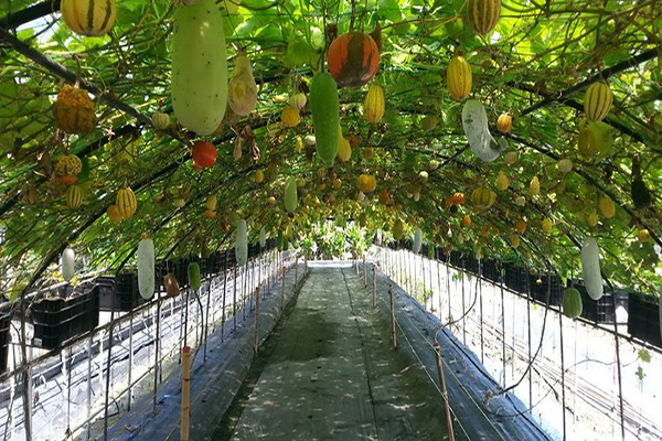 旺山休閒農場瓜果品種來自世界五大洲，約300種以上 (圖片來源／旺山休閒農場)